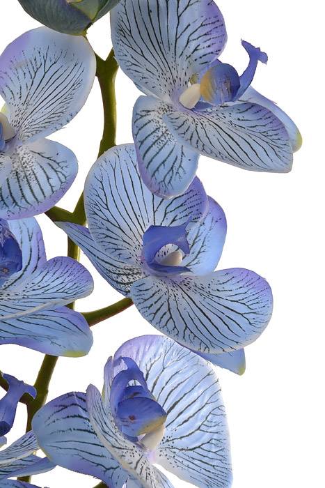 40" Silk Phalaenopsis Spray Blue Orchid