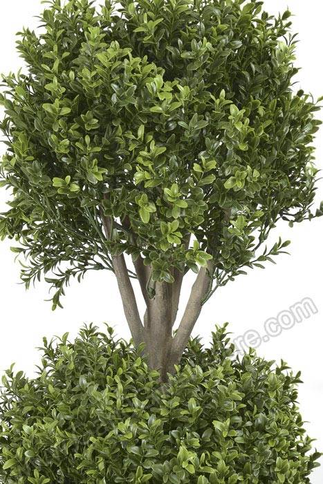 5ft Triple Ball Boxwood Topiary Tree In Pot Green