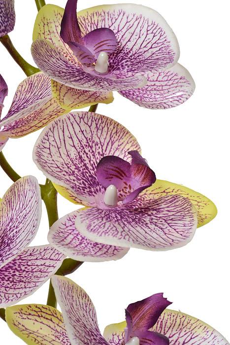 40" Silk Phalaenopsis Spray Green Lavender