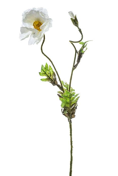 28" Silk Poppy Spray Cream