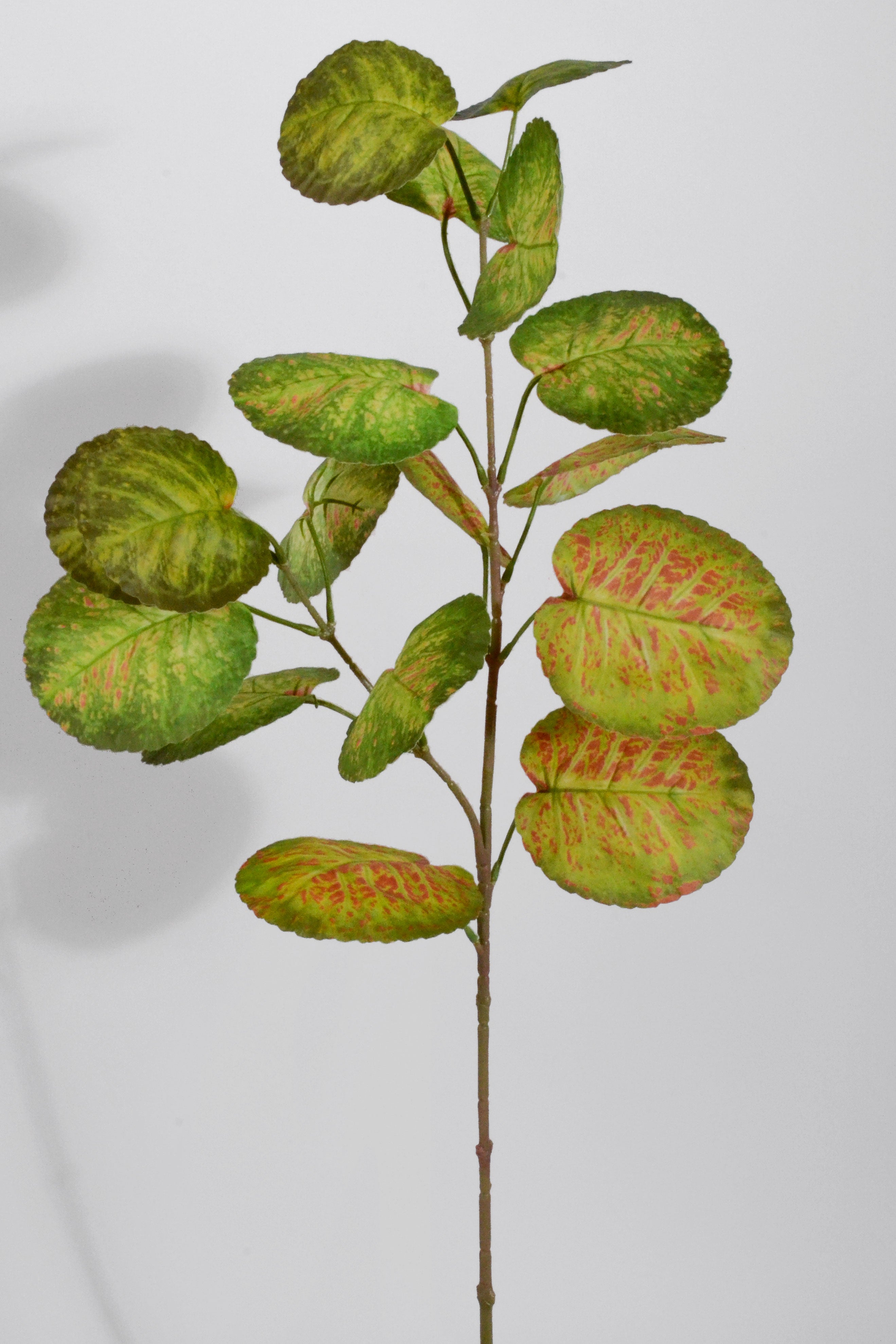 28.5" Hoya Australia Plant Bush Green/Red
