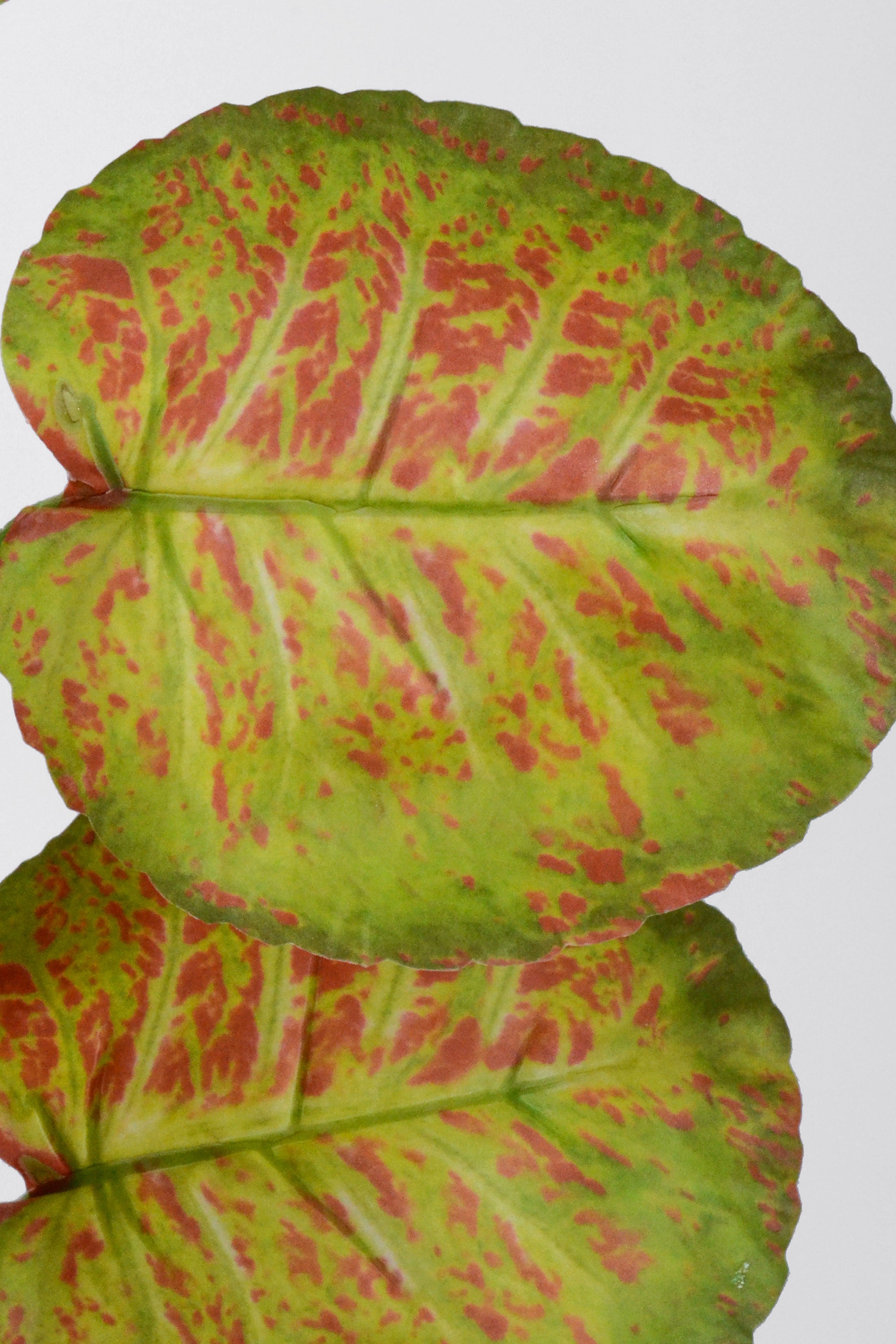 28.5" Hoya Australia Plant Bush Green/Red