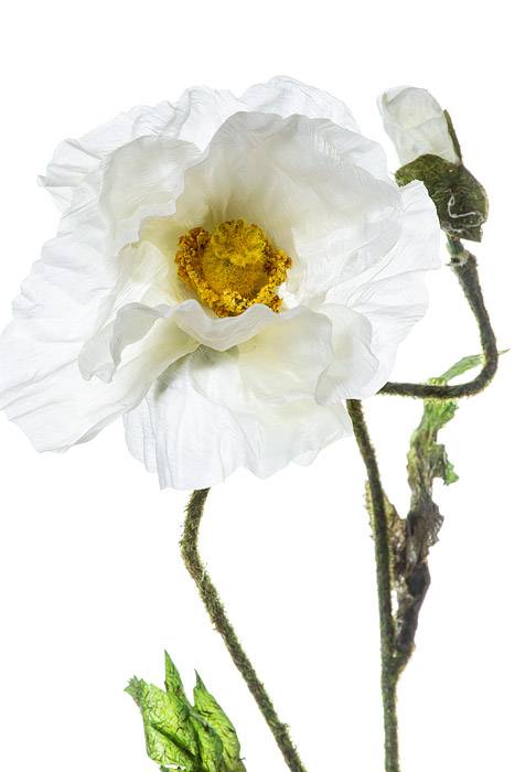 28" Silk Poppy Spray Cream