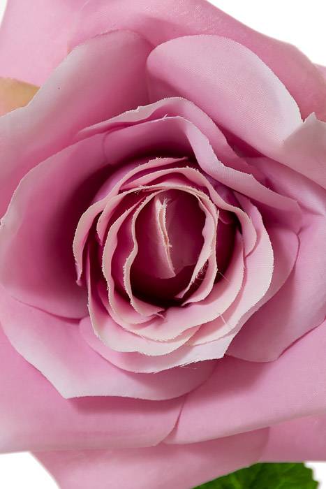 20" Open Rose Stem Lilac