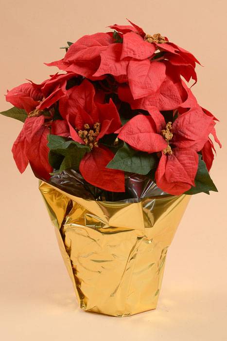 19" Velvet Poinsettia W/paper Pot Red/gold
