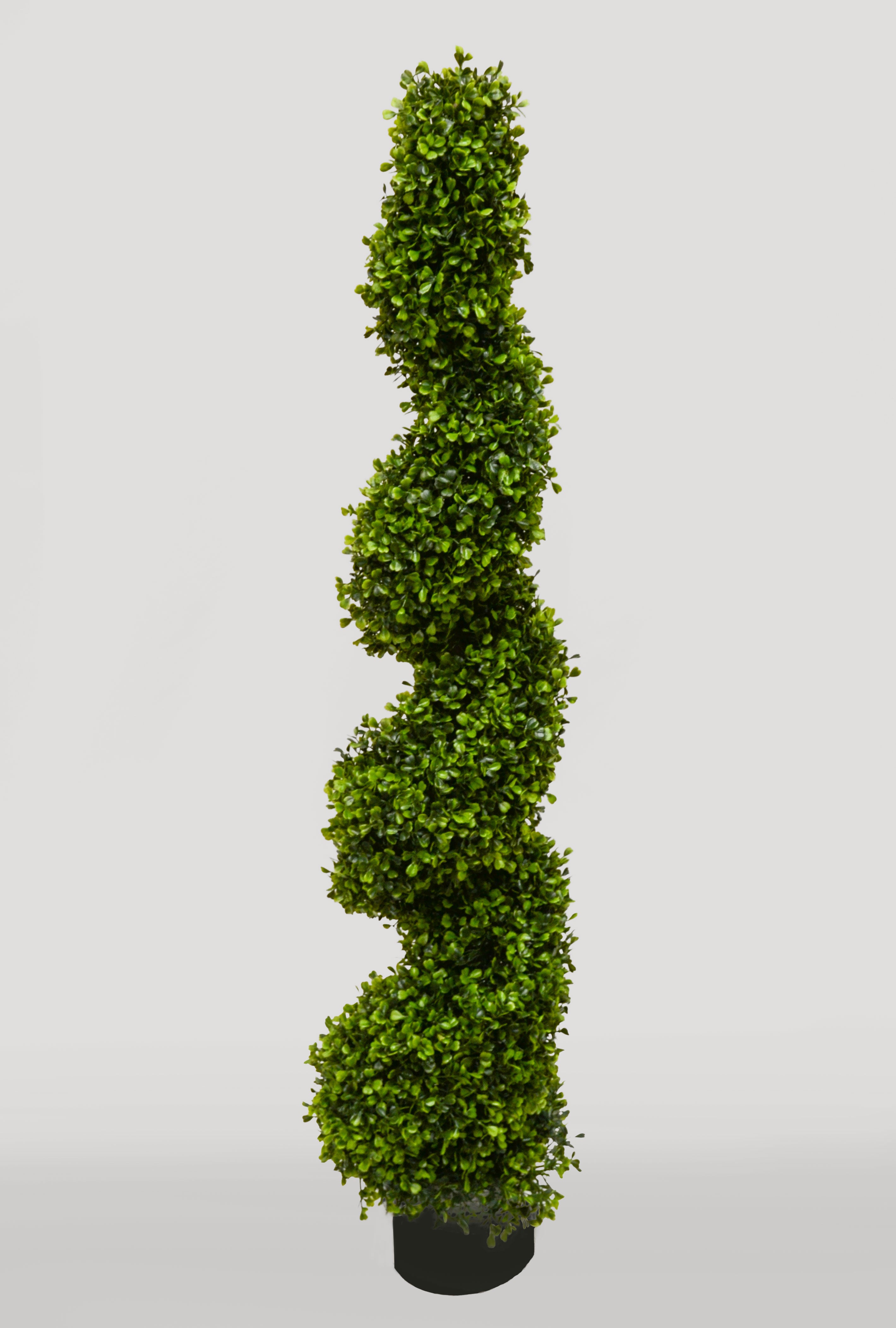 4Ft Pond Boxwood Spiral Topiary in pot Green