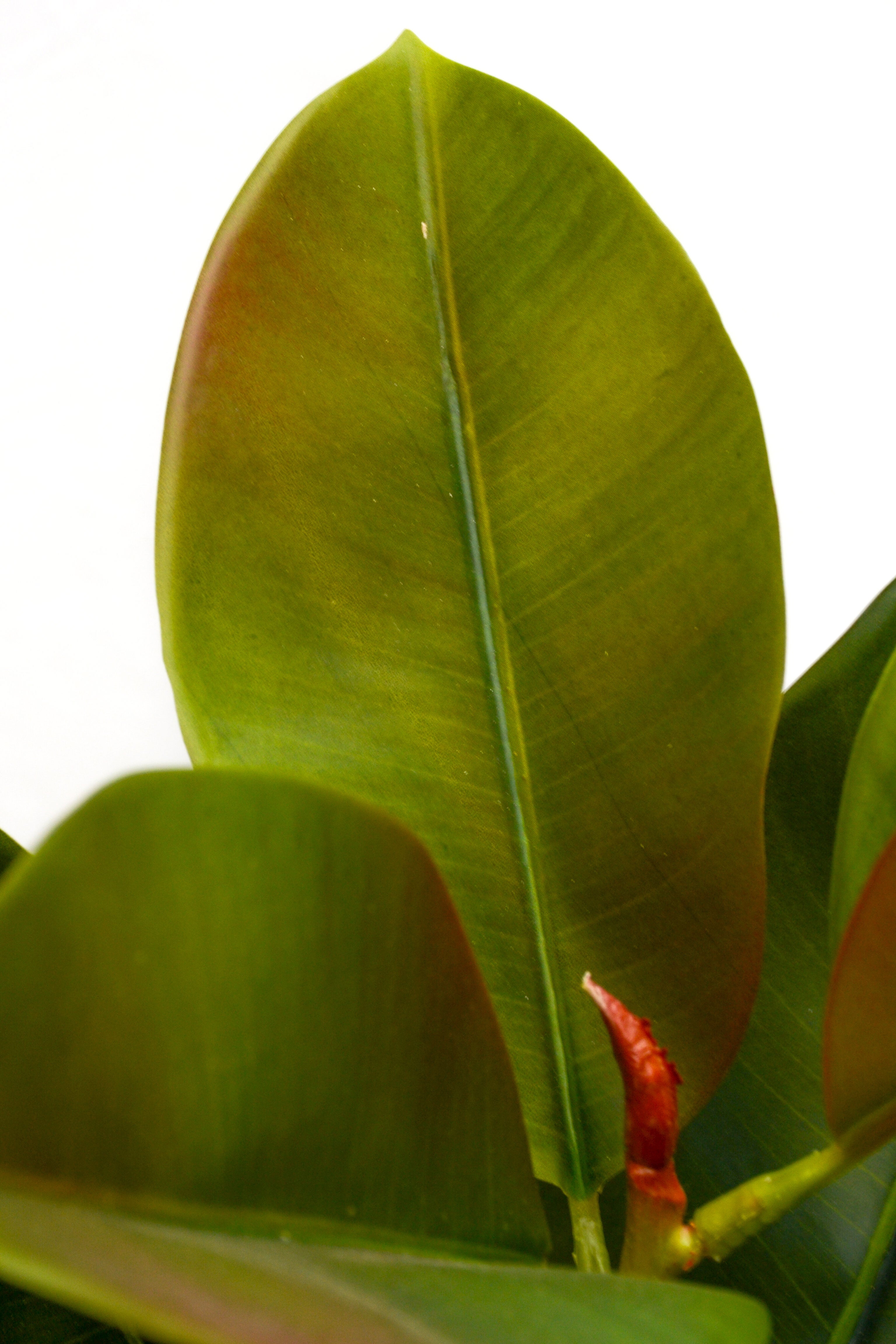 5ft 3in Artificial Rubber Leaf Tree Green