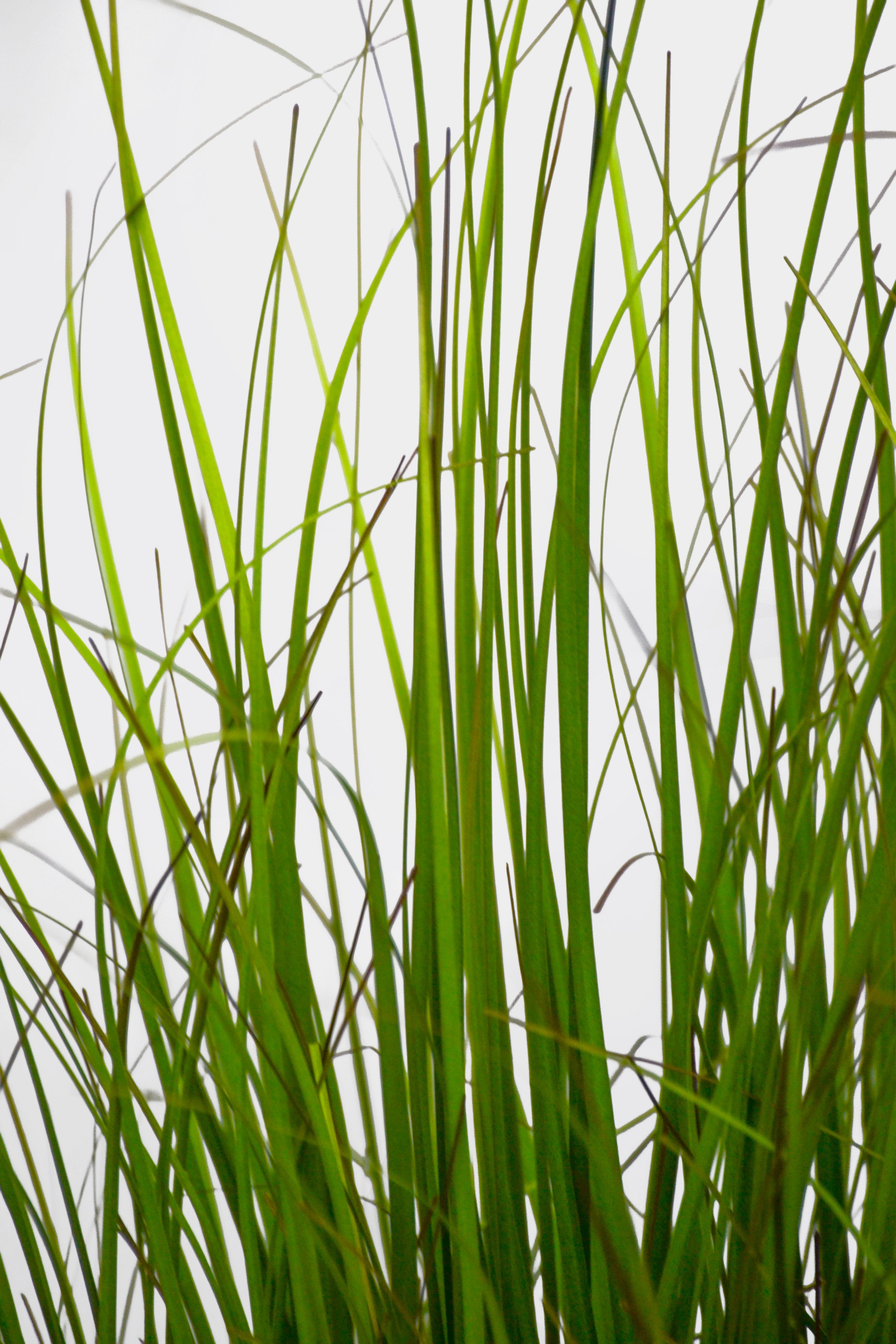 48" Artificial UV Potted Fountain Grass Green