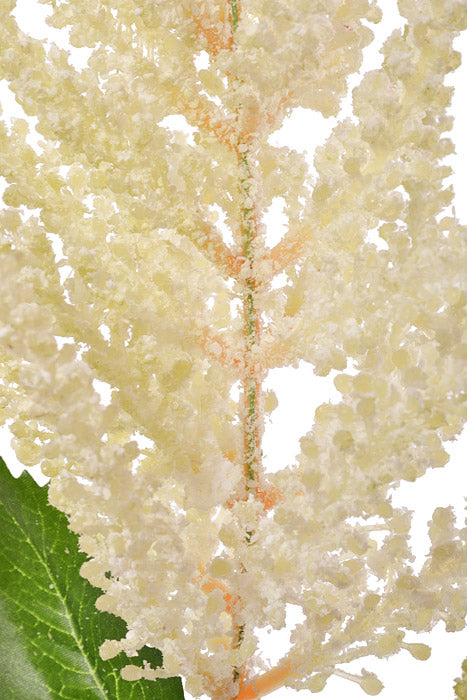 33" Astilbe Spray Cream