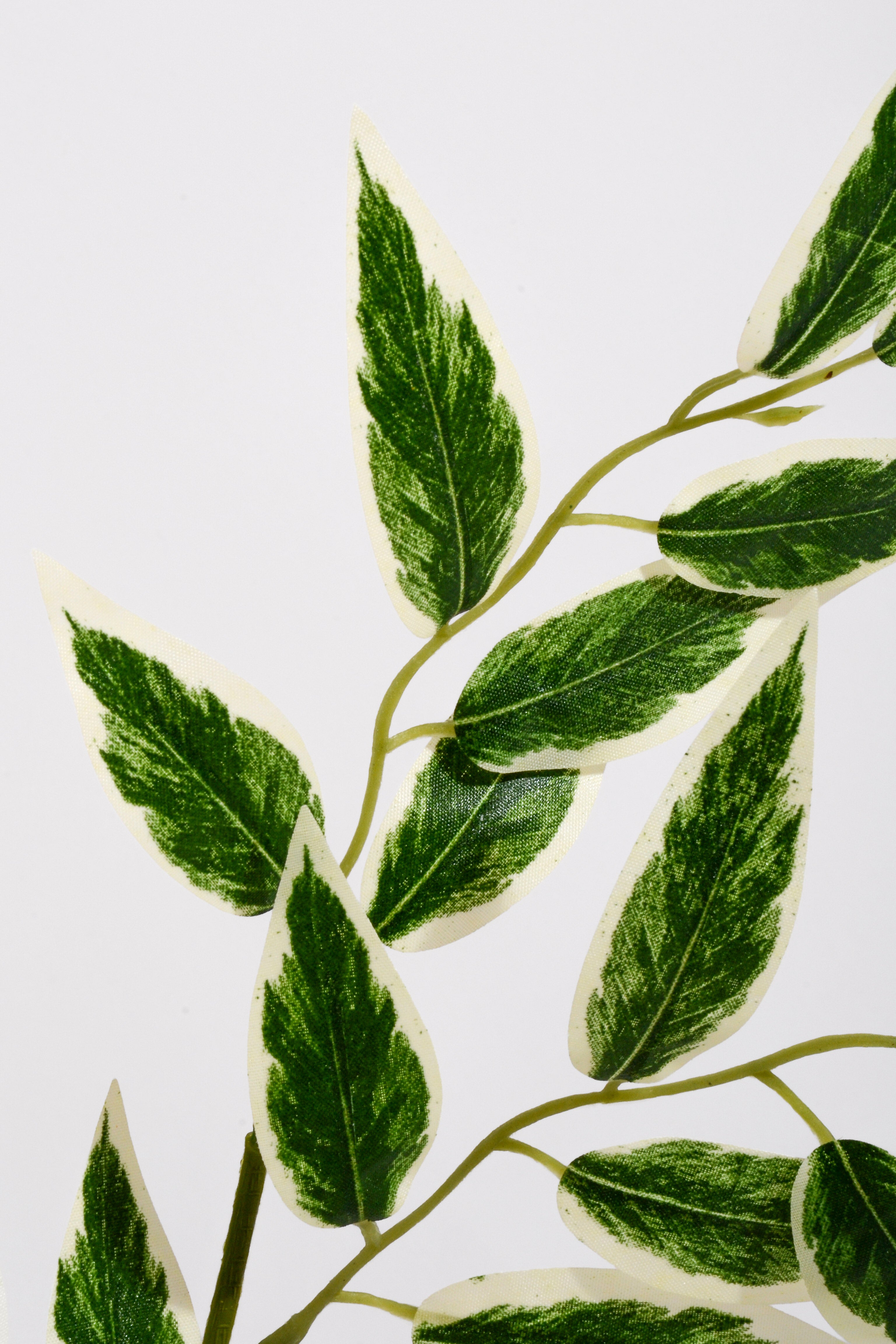 25" Artificial Ruscus Leaf Variegated/Green