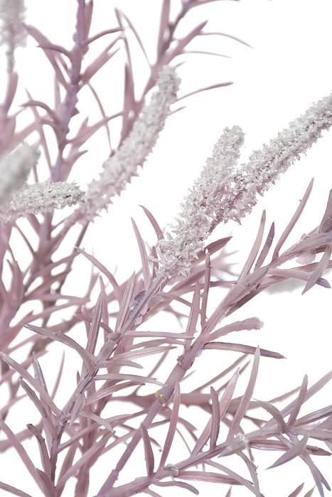 39" Setaria Bush Lavender