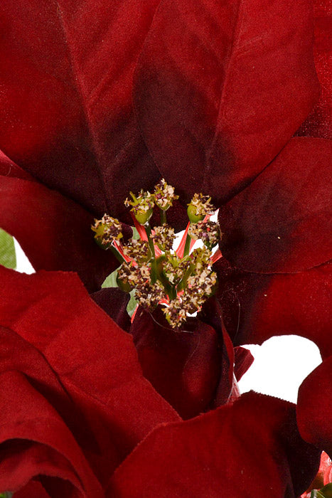 19" Poinsettia Bush Black/Red