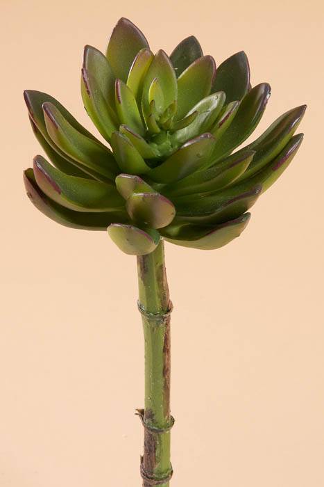 9" Echeveria Pulidonis Green