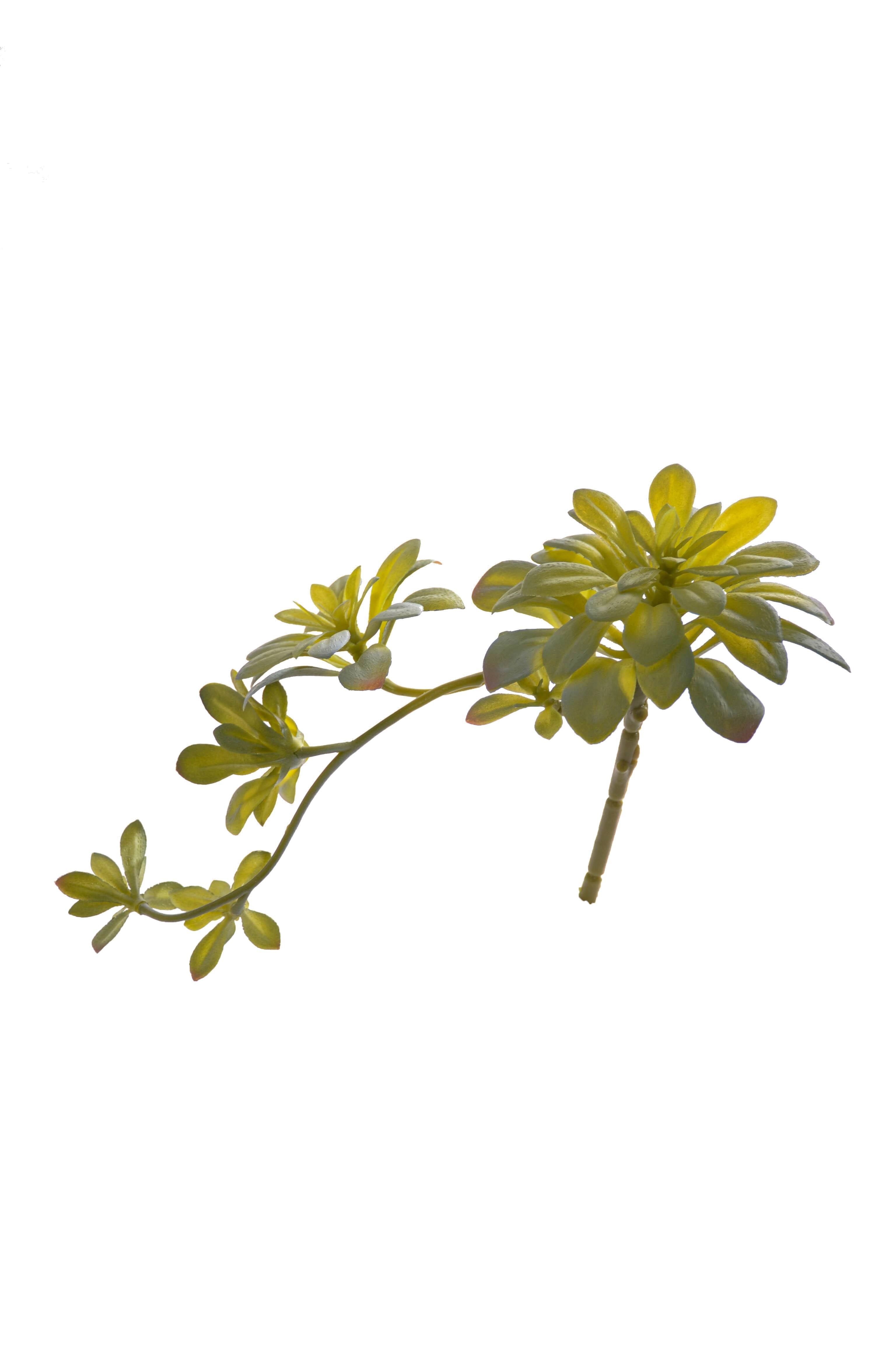 11.8" Soft Aeonium Pick Green/grey