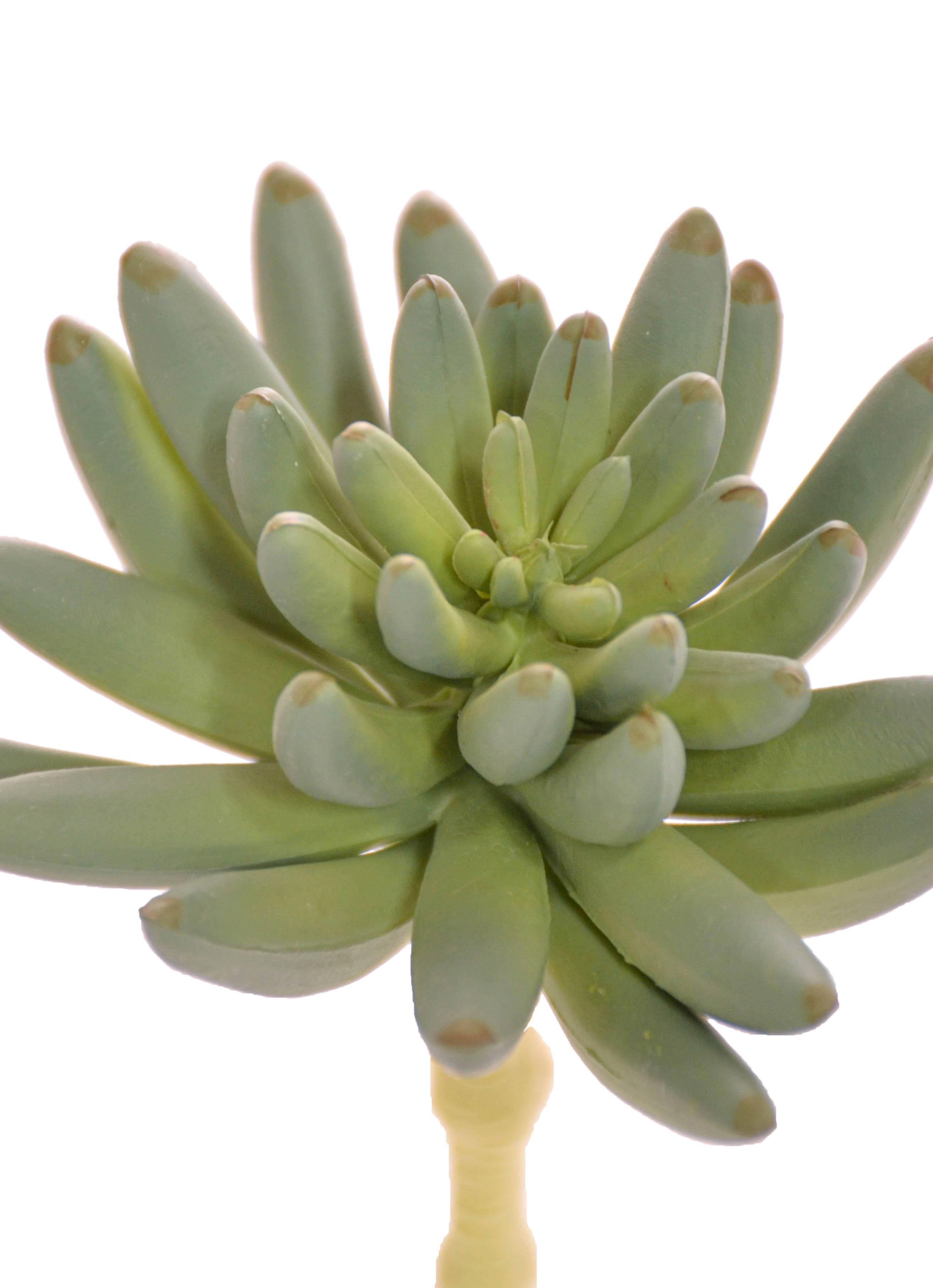 6" St.spike Aeonium Pick Green/grey