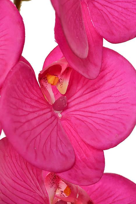40" Silk Phalaenopsis Spray Hot Pink