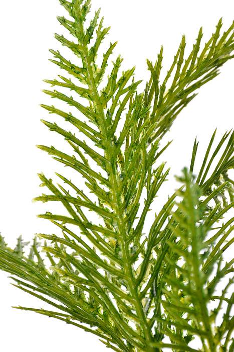 20" Australia Fern Bush Green