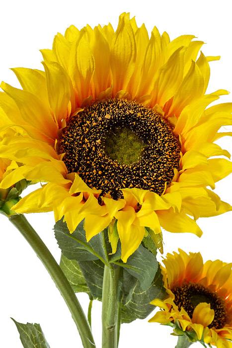 42" Silk Sunflower Spray Yellow