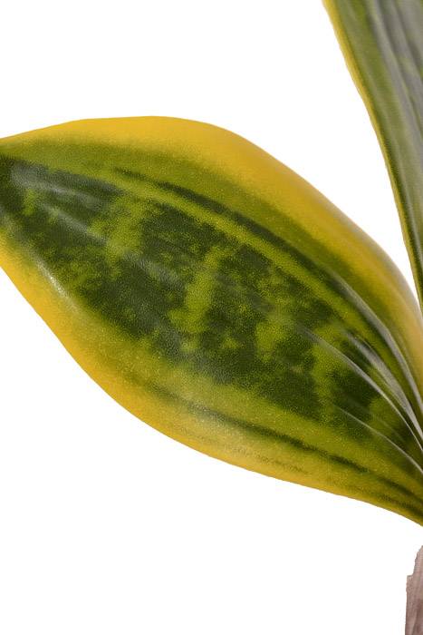 9" Mini Sansevieria Plant Gree/Cream