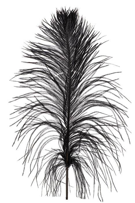 14 - 16" Ostra Feather Black Pkg/12