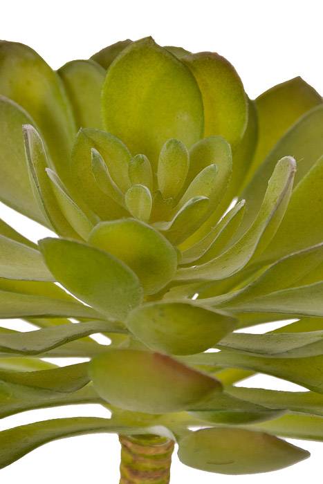 6" Soft Aeonium Pick Green/Grey