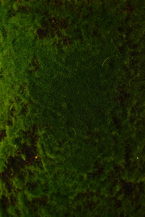 40" Moss Sheet Green