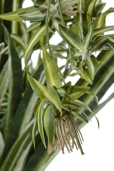 30" Dea Spider Plant Green/white