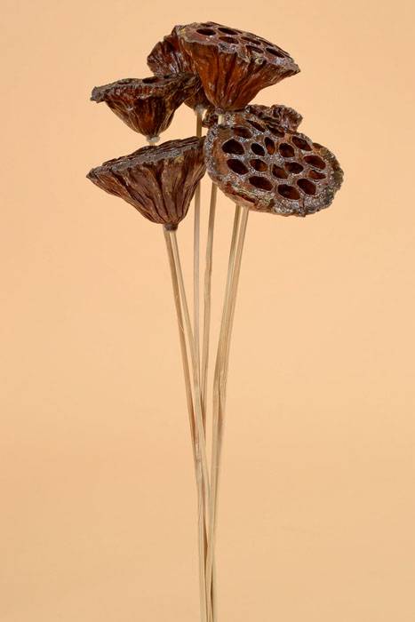 16" Natural Polished Lotus Pod W/stem Brown Pkg/6