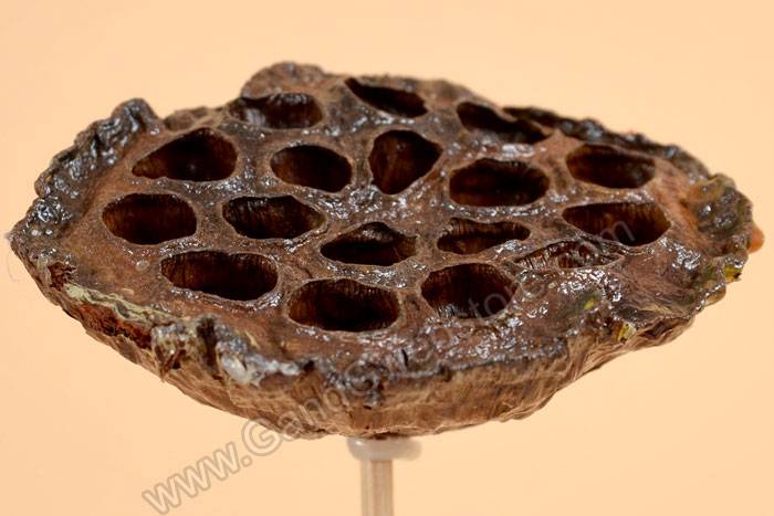 16" Natural Polished Lotus Pod W/stem Brown Pkg/6