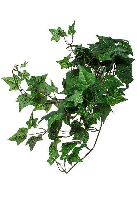 23" English Ivy Bush Green