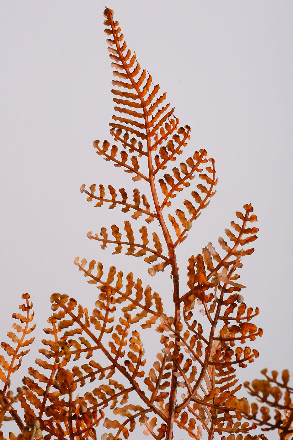 18" Plastic Fern Bush Brown