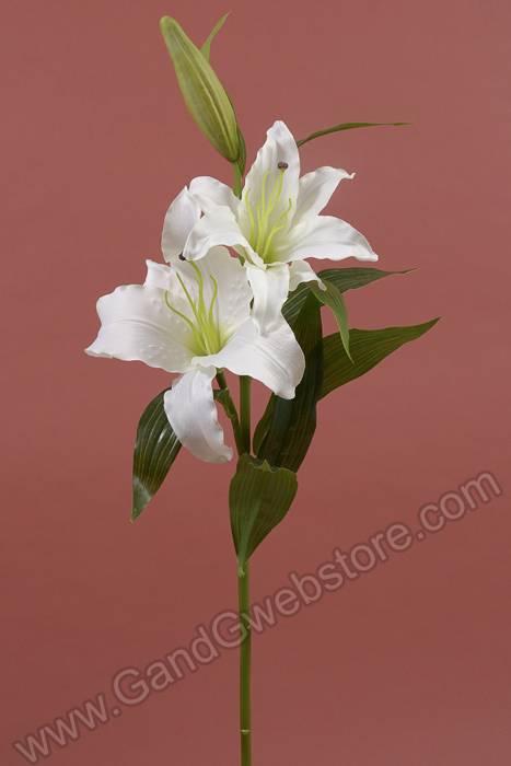 36" Silk Casablanca Lily Cream