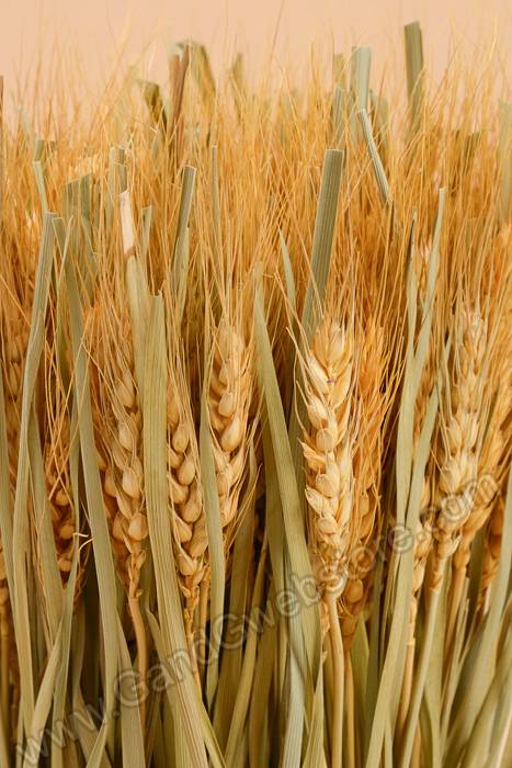 16" Wheat Grass Stand Natural Yellow