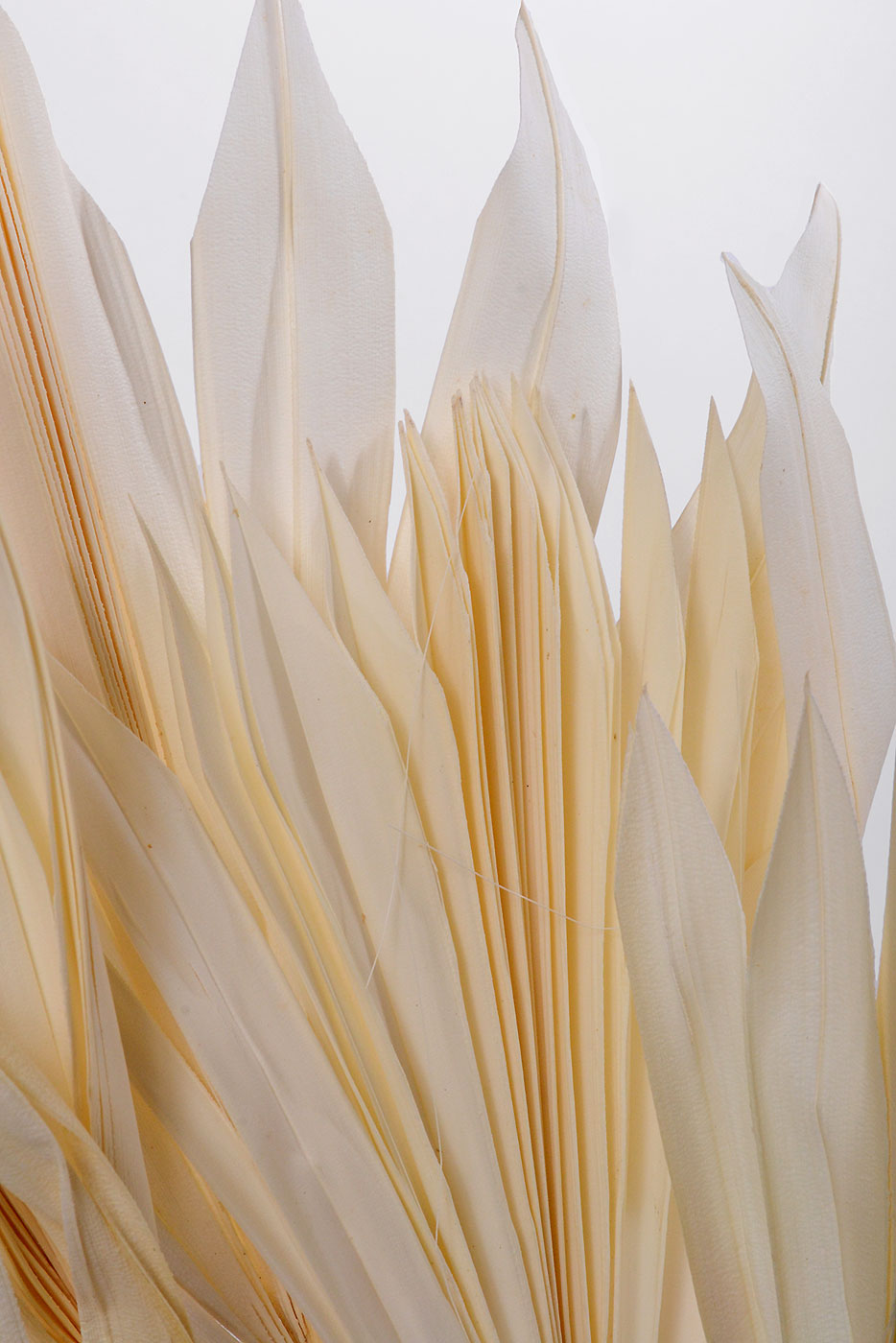 19" Dried Small Sun Palm Pkg/5 Bleach White