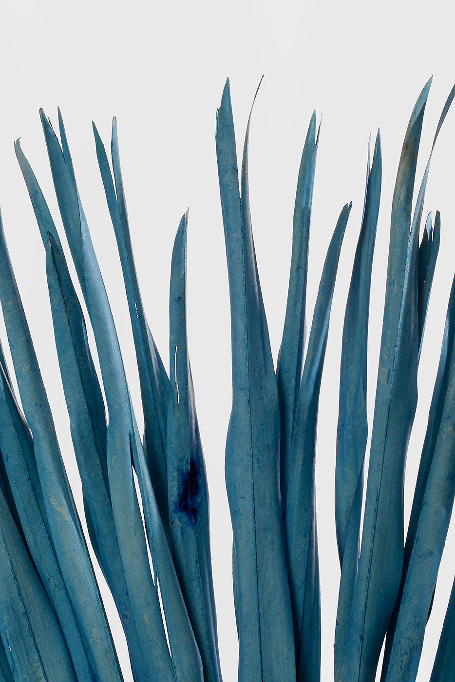 32" Whole Dried Palm Blue PKG/3