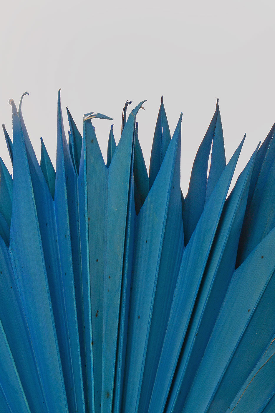 24.5" Dried Small Sun Palm Pkg/5 Blue