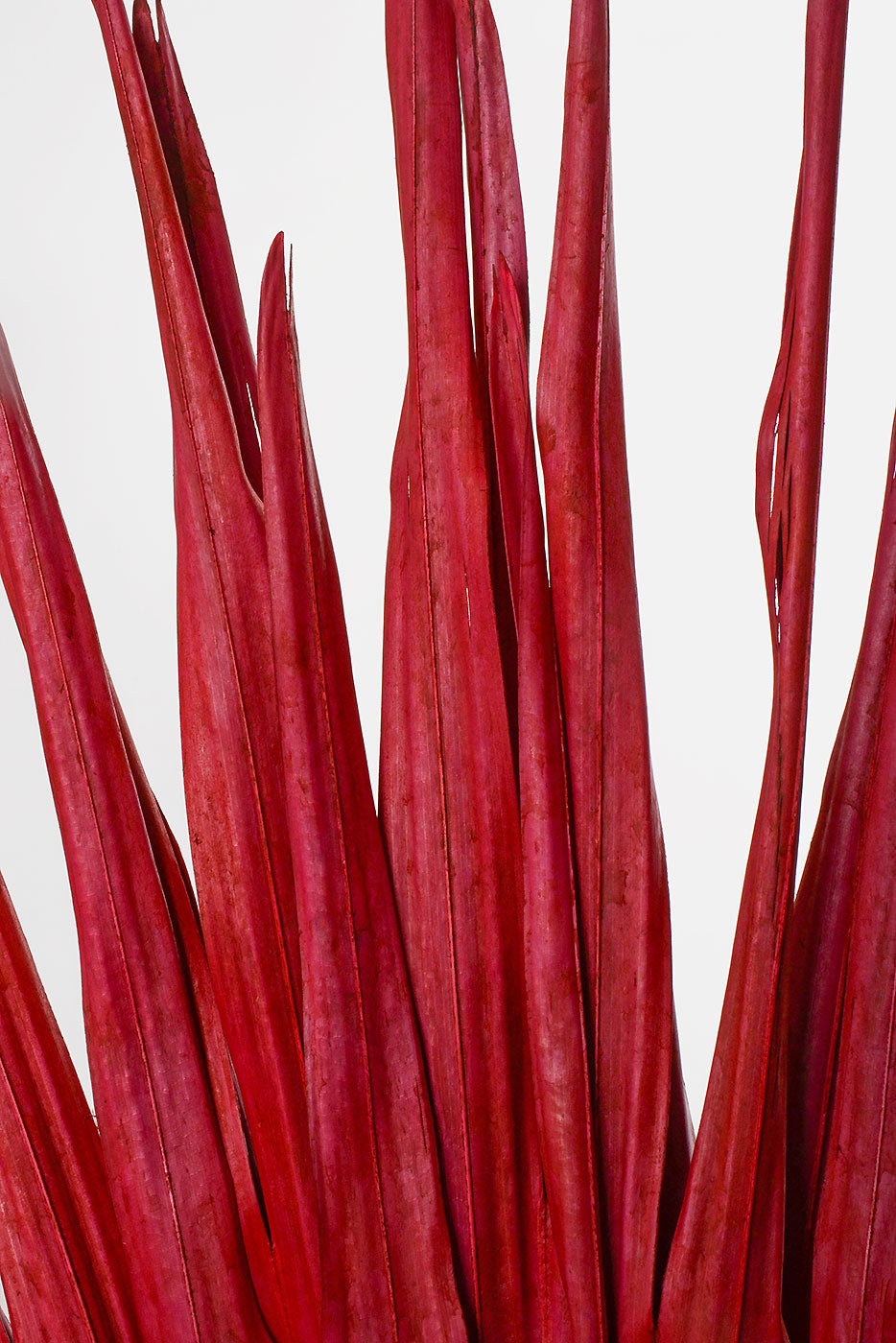 32" Whole Dried Palm Red PKG/3