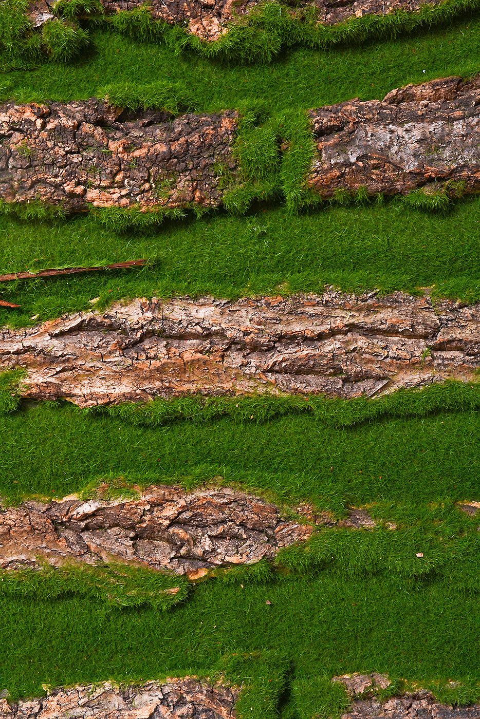 15.75" X 19.5" Bark Sheet With Moss Green