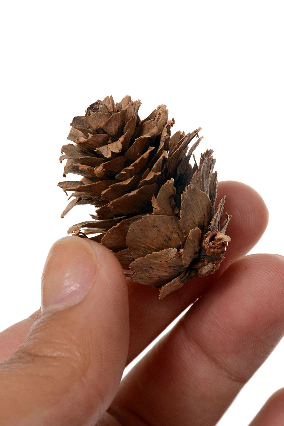 Mini Pine Cone 1/2 Lb/Pkg Natural