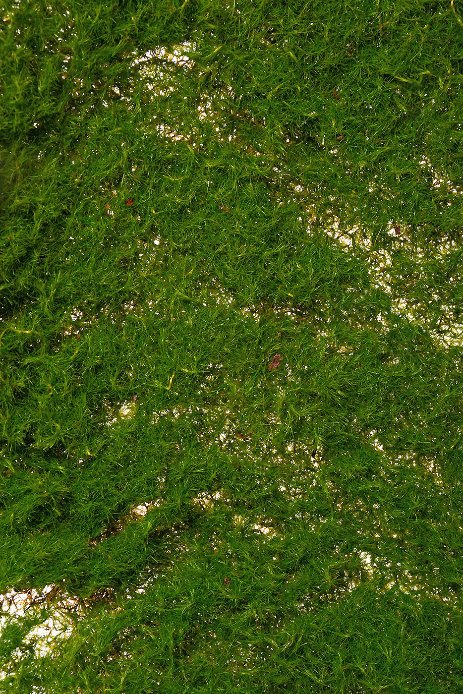 16" X 20" Moss Sheet Green