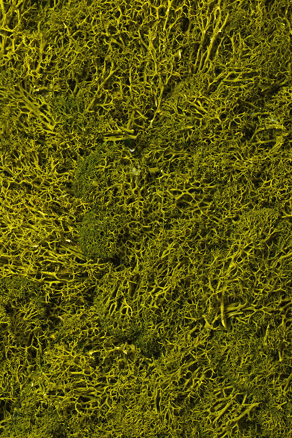 12" X 12" Moss Sheet Green