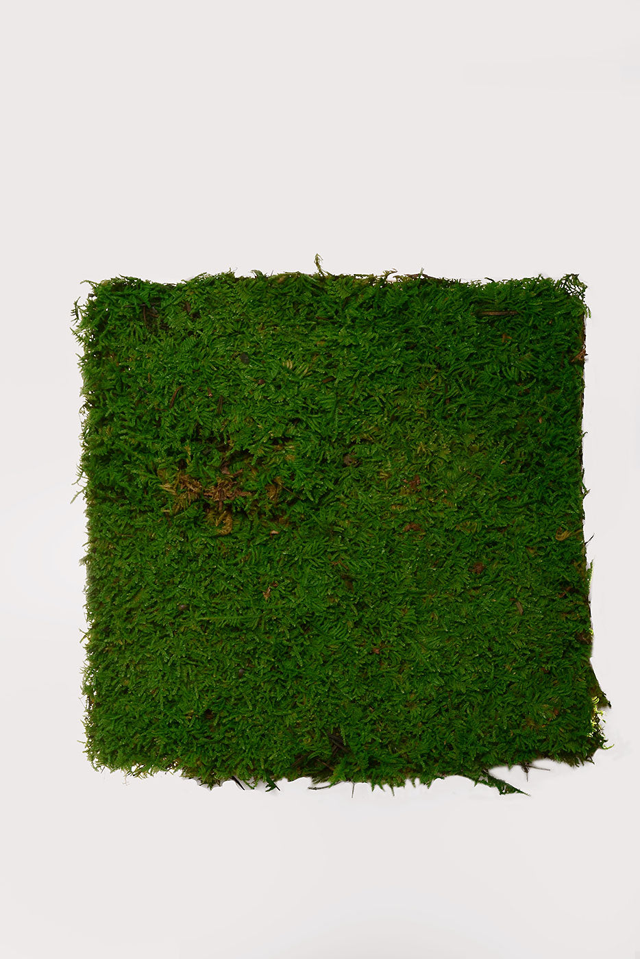 12" X 12" Preserved Moss Sheet Green