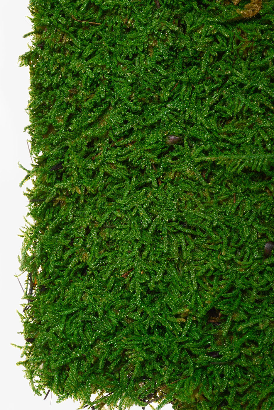 12" X 12" Preserved Moss Sheet Green