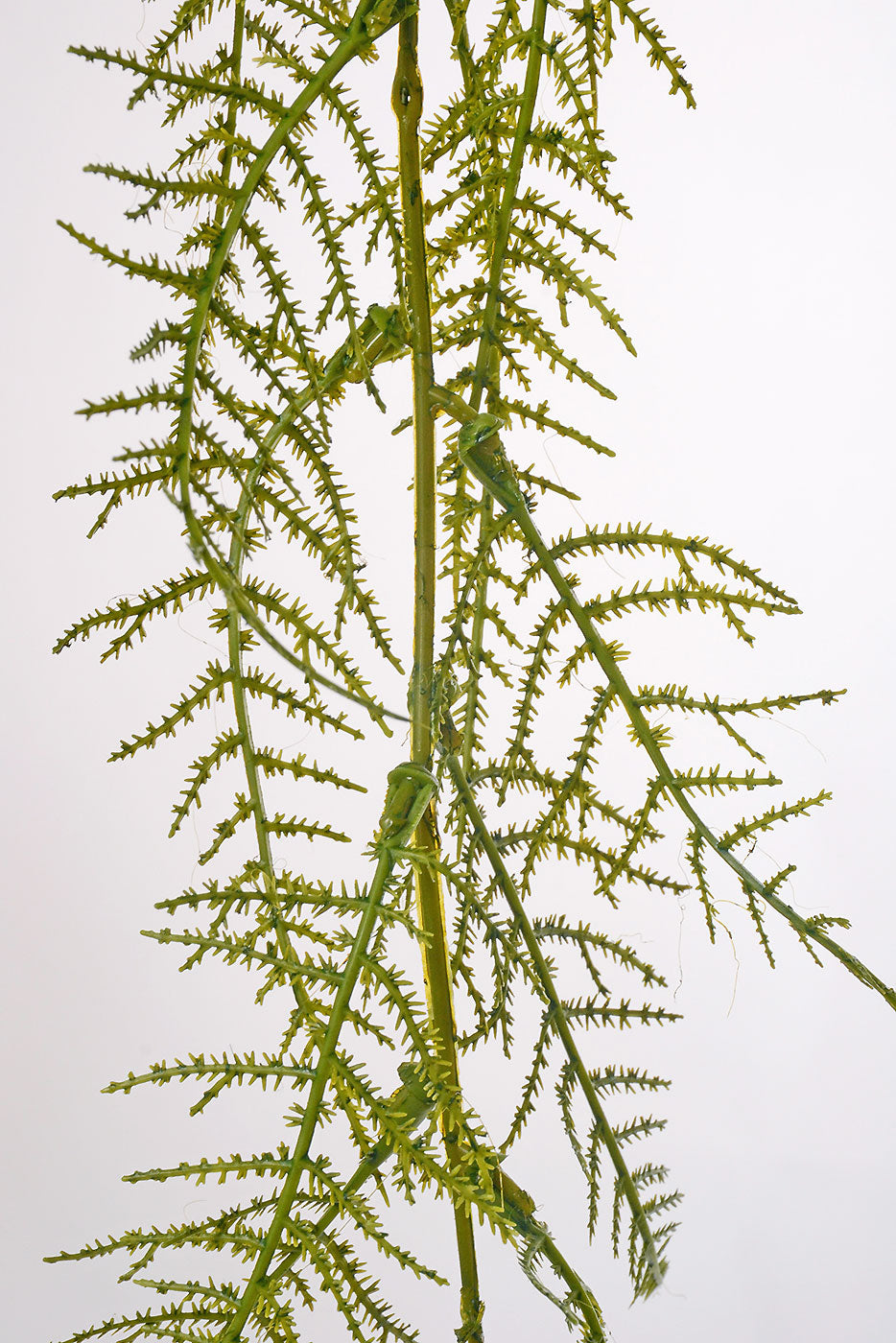 40" Asparagus Fern Spray Green