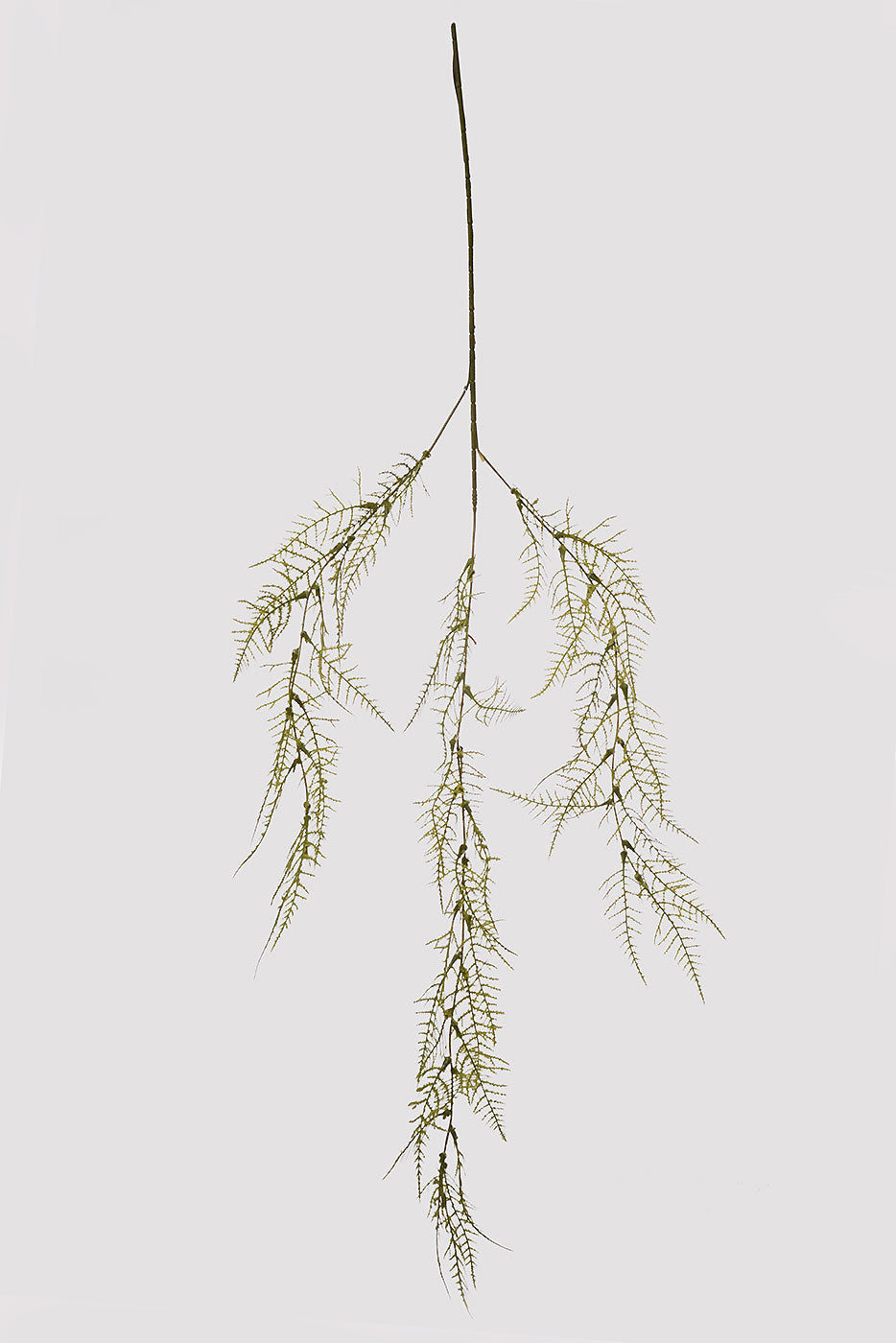 40" Asparagus Fern Spray Light Green