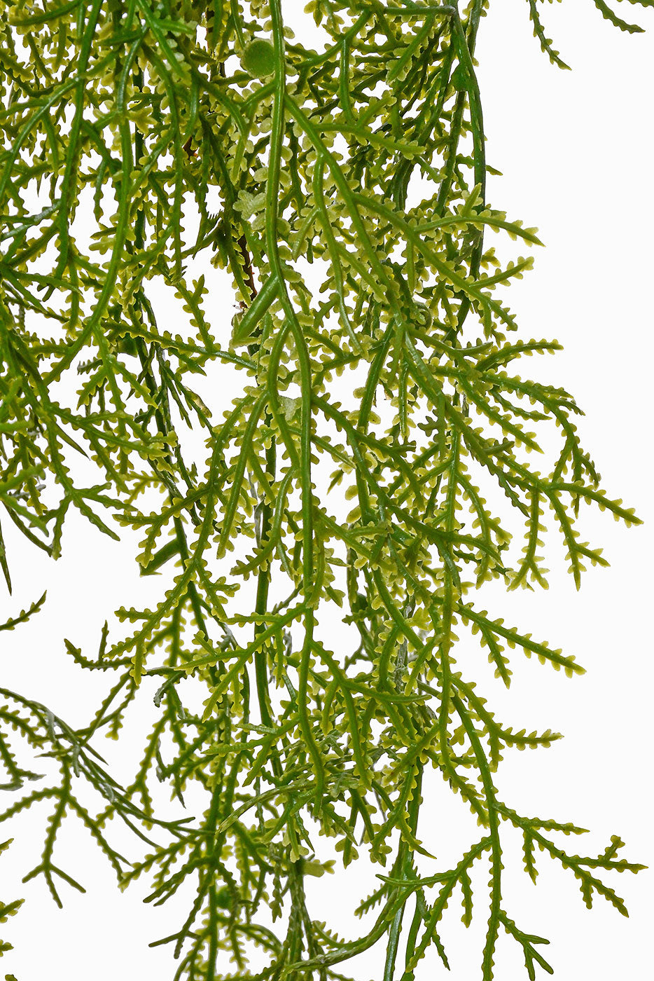 40" Cedar Hanging Bush Green