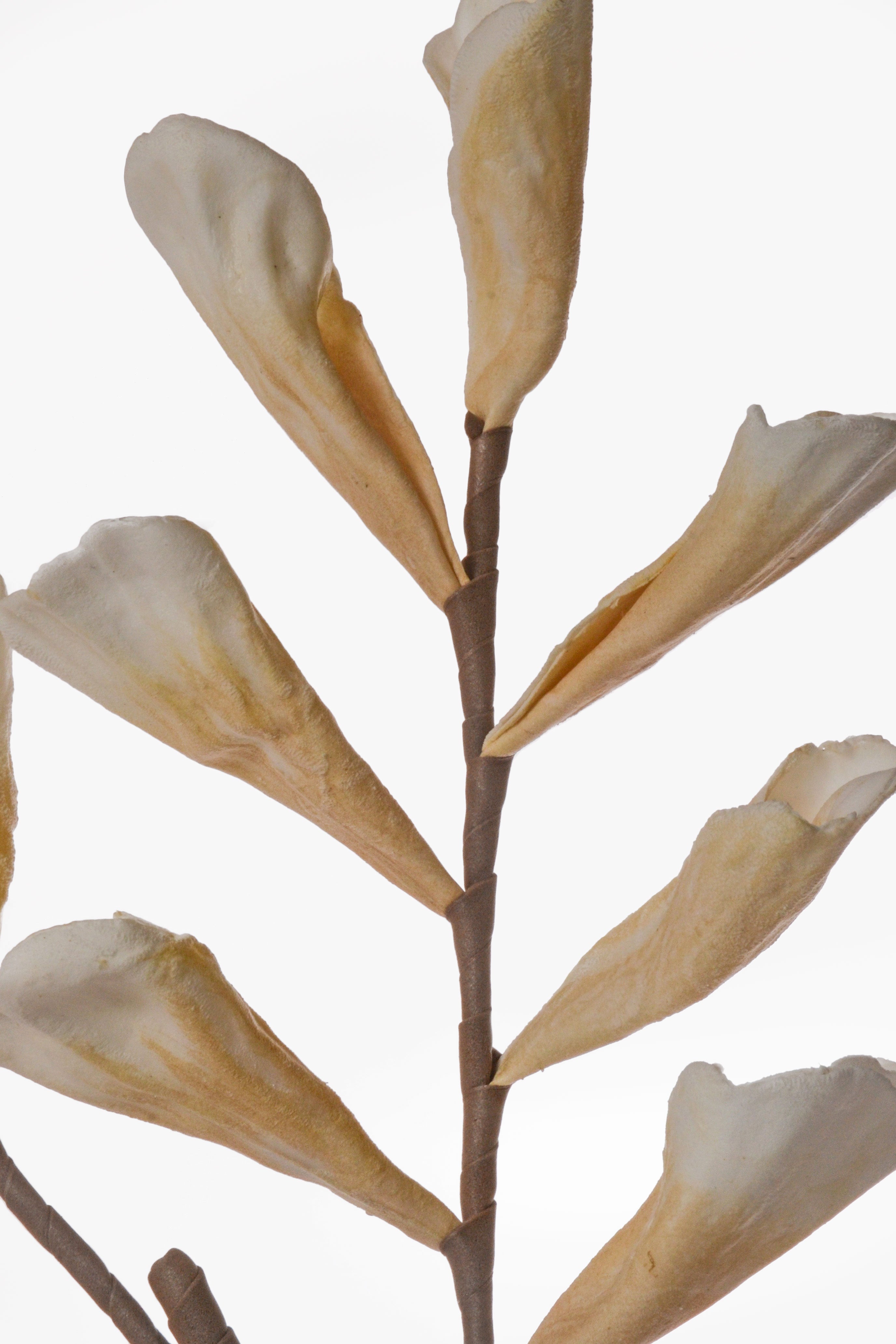 43" Shell Leaf Spray Beige
