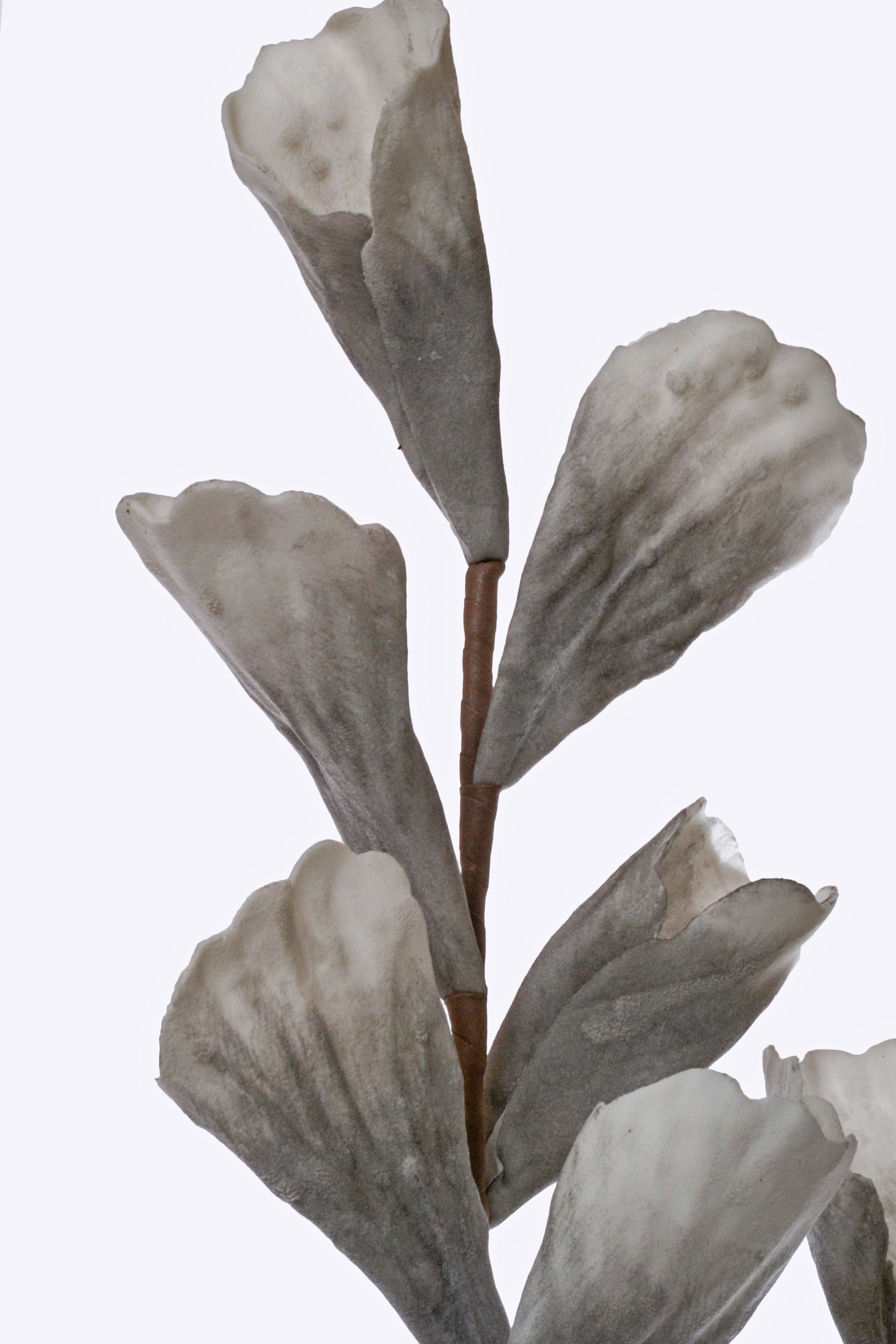 43" Shell Leaf Spray Grey