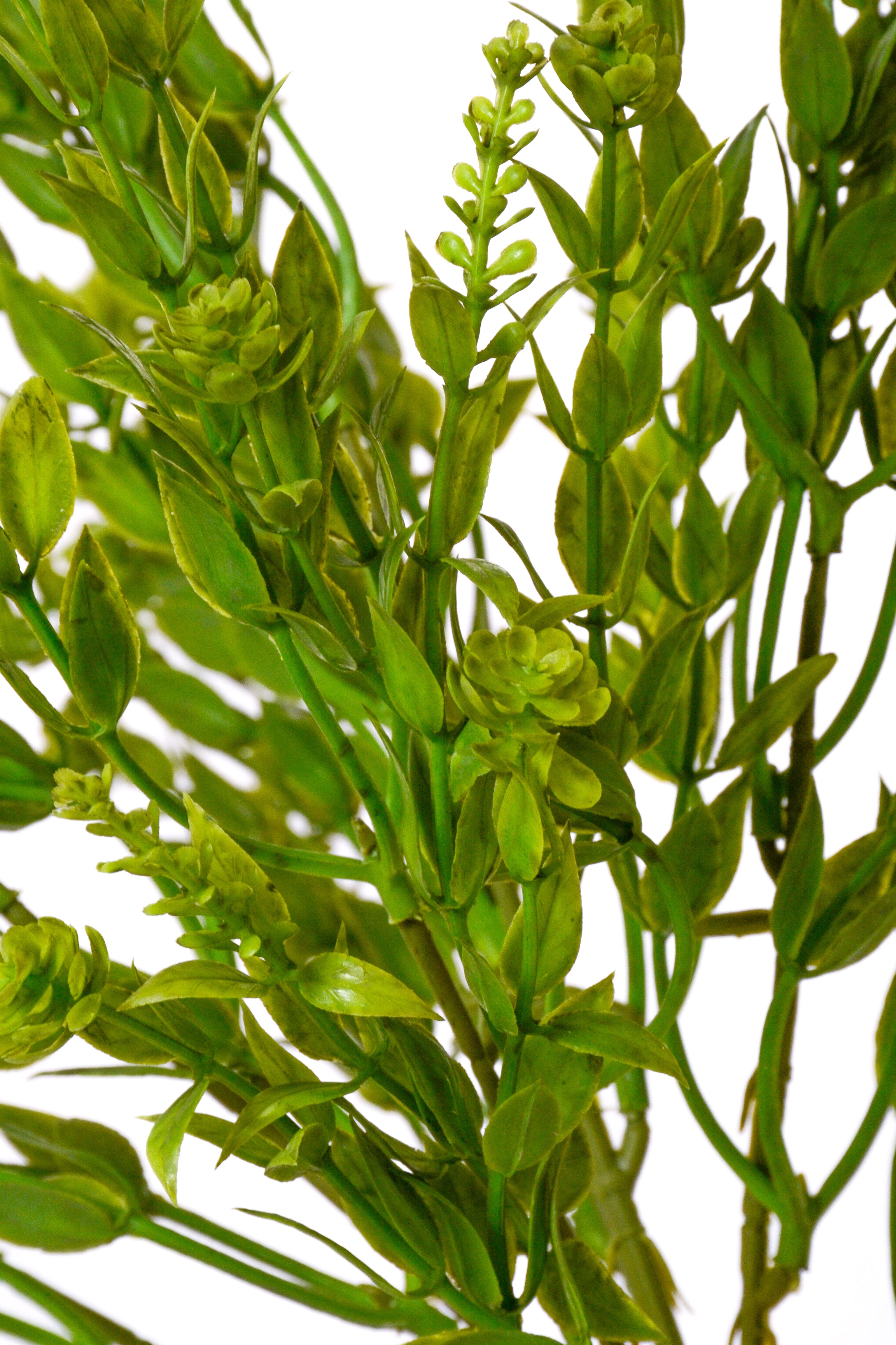 15" Ruscus Mix Bush Green