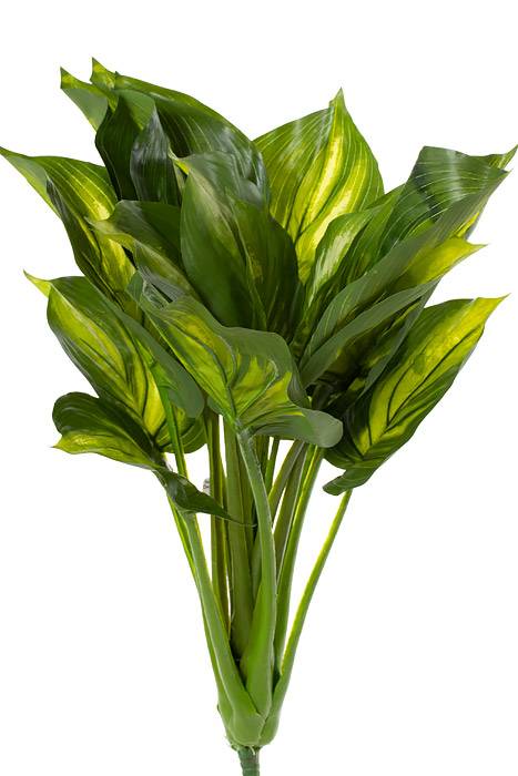 22" Eva Hosta Plant Green/cream